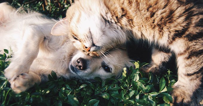 Quais são os nomes dos animais em inglês? Veja uma lista completa